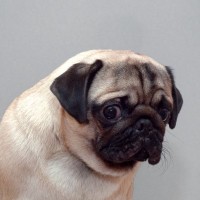犬が辛いと思っている『タブー行為』5選　飼い主がやりがちなNG行動や改善策まで