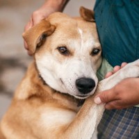 犬が『パニック状態』になっているサイン4選　落ち着かせるために飼い主がすべきことまで