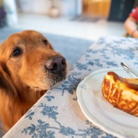 犬が人間のごはんを見てくる理由3つ　食事中に絶対してはいけないタブー行為まで