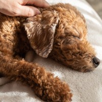 犬は何歳から『老犬』といわれるの？見た目に表れる変化や今から必要な備えまで