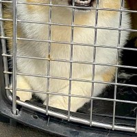 トリミングサロンの店員から『預けた犬の写真』が送られてきたので、確認した結果→まさかの表情に4万いいね「わかりやすくて草」「遺憾の意ｗ」