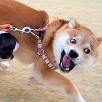 全力で遊ぶ2匹の犬→ふと後ろの方を見ると、5歳の先輩犬が…『貫禄がありすぎる光景』が20万表示「最高」「やんちゃと大人を同時に味わえる」