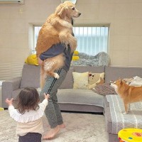 大型犬を抱っこしたら、1歳の女の子と柴犬が『羨ましい』と言って…あまりにも素敵な『愛に溢れたやり取り』が18万再生「平和すぎ」「仲良し」