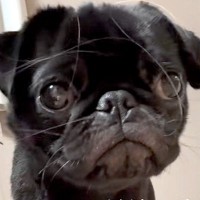 可愛らしい顔の犬を撮影→『足』を見てみると…無加工とは思えない『衝撃的な長さ』が100万再生「スタイル良すぎｗｗ」「全女子が憧れる」