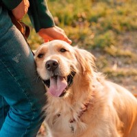 『温厚な性格』の犬種5選　おとなしくて飼いやすいと言われている理由や注意点まで