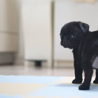 犬を『あだ名』で呼んではいけない理由3選　考えられるデメリットや名付けのコツまで