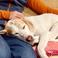 犬が飼い主に『体を預ける』心理5つ　愛犬が寄りかかってきたときにすべき対応とは？