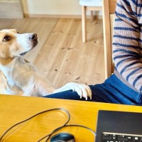 犬が飼い主に『何かを伝えようとしている』サイン4つ　見逃したくないボディランゲージとは？
