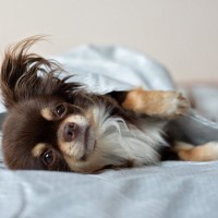 犬が『一緒に寝たい』と言っているサイン3選　飼い主と寝床を共にしても大丈夫？注意点まで解説