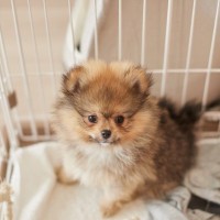 犬を飼う前に『必要な知識』3つ　迎えてから後悔しないためにすべき事前準備とは？