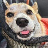 ドッグランに出かけた犬の『行き』と『帰り』を比較した結果…思った以上に『疲れ果てた表情』が121万表示「電池切れしてるｗ」「可愛すぎる」