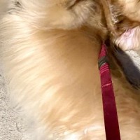 夜、大型犬の散歩中『小学生の男の子』からテンションMAXで声を掛けられ…まさかの『ファンサ』に5万いいね「喜びが伝わる」「素敵な少年」