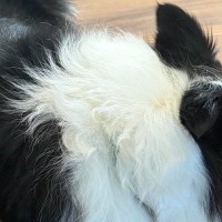 『この部屋には入ってはいけないよ』犬と約束した結果→まさかの『ずるがしこい光景』に2万いいね「ギリセーフｗｗ」「約束ほぼ守ってるの草」