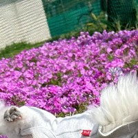 おじいちゃん犬を撮影中に『突風』が吹いた結果→コテッと転がってしまい…とんでもなく尊い『偶然の一枚』に6万いいね「可愛すぎ」「笑ったｗ」