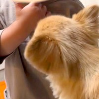 1歳の男の子を遊びに誘う犬→おててが当たって泣かせてしまった結果…『ごめんね』を伝える光景に称賛「申し訳なさそう」「優しいお姉ちゃん」