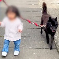 小さな女の子と一緒にお散歩をする甲斐犬→わざわざ『歩幅』を合わせてくれて…優しさに溢れた光景に感動の声「ほっこり」「なんて愛おしい世界」