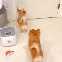 1ヶ月ぶりに飼い主と会う犬→ドアを開けた瞬間、思った以上に大喜びして…愛に溢れた『再会の光景』に反響「テンション爆上がりで最高」「感動」