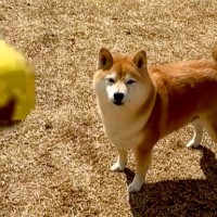 『こんなつまらなそうな犬初めて見たｗｗ』犬にボールを投げた結果→遊ぶかなと思ったら…『想定と違いすぎる光景』が29万再生「虚無柴で草」