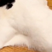 猫が『犬にしつこく遊びに誘われた』結果→必死に逃げようと、スリッパの中に…思わず笑う『緊急避難の仕方』に反響「コント？ｗ」「見えてて草」