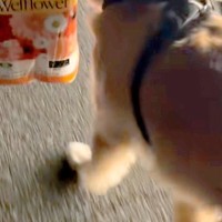 買い物帰り『大きな荷物』を持って歩いていたら、大型犬が…あまりにも頼もしい光景が300万再生「旦那に見習ってほしい」「お目にかかりたい」