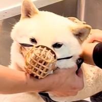 1年間シャンプーできなかった『噛みつき犬』→トリミングした結果…想像以上の光景が76万再生「抜け毛が凄すぎる」「フカフカでカワイイ」