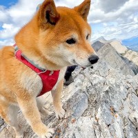 山登りを『2匹の柴犬』と一緒にした結果→頂上に立った瞬間…『本能が目覚めてしまう光景』が21万再生「狩りの目してる」「体力が凄い」と称賛