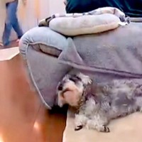 おしっこを盛大に失敗した犬→『ママに怒られてしまう』と察して…人間の子どものような光景56万再生「覗くの可愛すぎて」「絶対わかってるｗ」