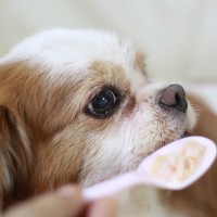 老犬の介護で『辛いと感じる瞬間』5つ　負担を少しでも減らす方法はあるの？
