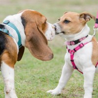 『好かれやすい犬』はどんな行動をみせるの？愛犬のコミュニケーション能力を高めるコツまで