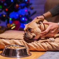 犬が『撫でられるのを嫌がる』心理5つ　警戒しているときにする行動や安心させる方法まで
