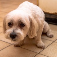 犬が『痛みを感じている』ときにする行動６選　見逃したくないサインや危険な状態まで