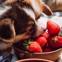 犬が食べても大丈夫な『春の果物』５選　一日の適正量や与える際の注意点まで