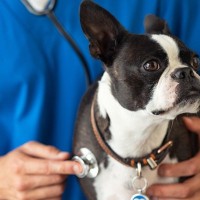 犬が『仮病』を使っているときにする行動7つ　体調不良かどうかを判断する方法まで