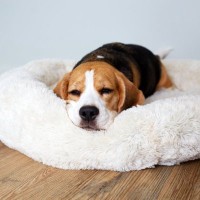 犬が『眠い』ときにみせるサイン５選　快適な睡眠環境を整えるために今日からできることまで