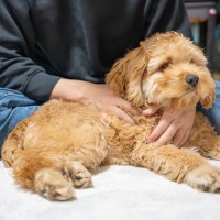 犬が『背中を向けて座る』心理５選　飼い主のことをどう思っているの？愛犬の本音まで