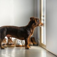 犬が飼い主を『玄関で待つ』理由４選　その場を離れずに待ち続ける心理や注意点まで解説