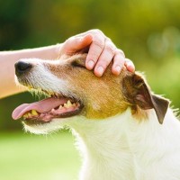 犬が嬉しがる『褒め言葉』５選　愛犬を喜ばせるために使うべきキーワードとは？