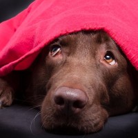 犬が飼い主の『目を見ない』ときの心理5つ　目をそらしてくるワケや適切な接し方まで