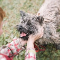犬の『幸福度』をあげる方法５選　日々の暮らしに幸せを感じているワンコの共通点とは？
