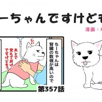 ちーちゃんですけどもっ【第357話】「皮下点滴の後で」
