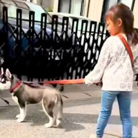 小さな女の子に『大型犬の散歩』を教えた結果→1年後…お見事すぎる『総重量45キロを操る光景』が11万再生「かっこいい」「堂々の風格」