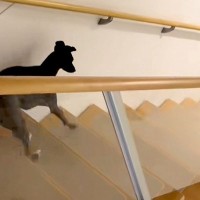 階段を下りる犬を撮影→『普通に下りるかな』と思ったら…陽気すぎる『まさかの光景』が63万再生「ディズニー映画の犬みたい」「可愛すぎるｗ」