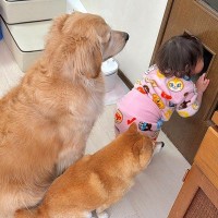 1歳の女の子と犬たちの『ぬいぐるみ』を洗濯した結果…想像以上に『絶望してしまう光景』が17万再生「みんなで待つの可愛すぎ」「大切なんだ」