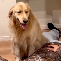 『突然飼い主が倒れたら、大型犬はどうする？』検証した結果→あまりにも冷静な『まさかの行動』が121万再生「前世医者で草」「心音確認ｗｗ」