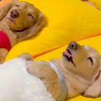 お布団をかけて寝ている2匹の犬…とんでもなく尊い『子供のような寝姿』と『予想外の視線』が97万再生「前世は絶対人間」「吹き出したｗ」