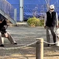 散歩中、おじいちゃんとおばあちゃんを発見し喜ぶ超大型犬→パパの場合は…あまりにも『無慈悲な光景』が197万再生「愛が空回りしてるの草」