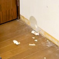 『家食べたの、誰？』犬たちに質問した結果→ふと1匹に目をやると…思わず吹く『衝撃の光景』が555万再生「詰めが甘いｗ」「堂々としてて草」