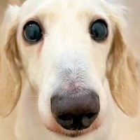 『邪魔者でごめんなさい』部屋に閉じ込められた挙句、ダンボールで塞がれ生活していた犬…壮絶な過去と現在が116万再生「涙…」「辛かったね」