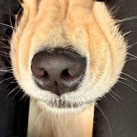 車で大型犬とお出かけ→ふと『後部座席』を見たら…もはや別の生物な『衝撃の表情』に1万いいね「やばかわいいｗ」「愛おしいでしかない」と絶賛