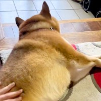 『どうせ嘘やろ』半年ぶりに帰省する兄に半信半疑の犬→本当だと気付いた瞬間…『感動の再会』が304万再生「こんなんたまらん」「涙出た…」